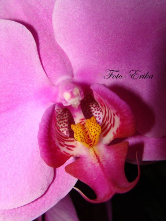 Orchidea fialová